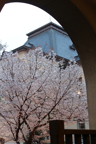 1965-12.4.10容保桜と旧本館　縦.jpg